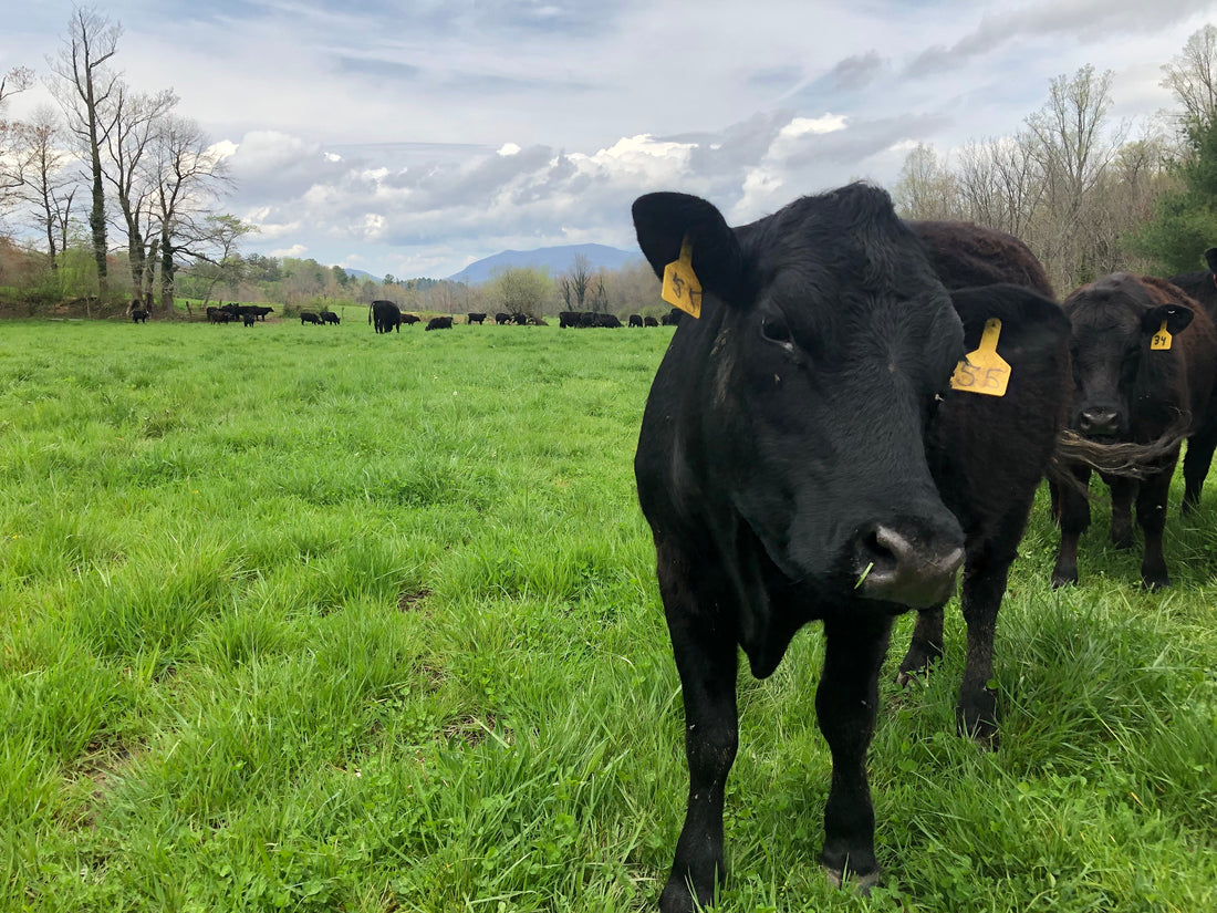 Where Are All the Cows? Hickory Nut Gap's Farmer Network