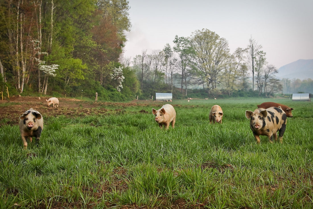 Real Benefits of Pasture Raised Pork