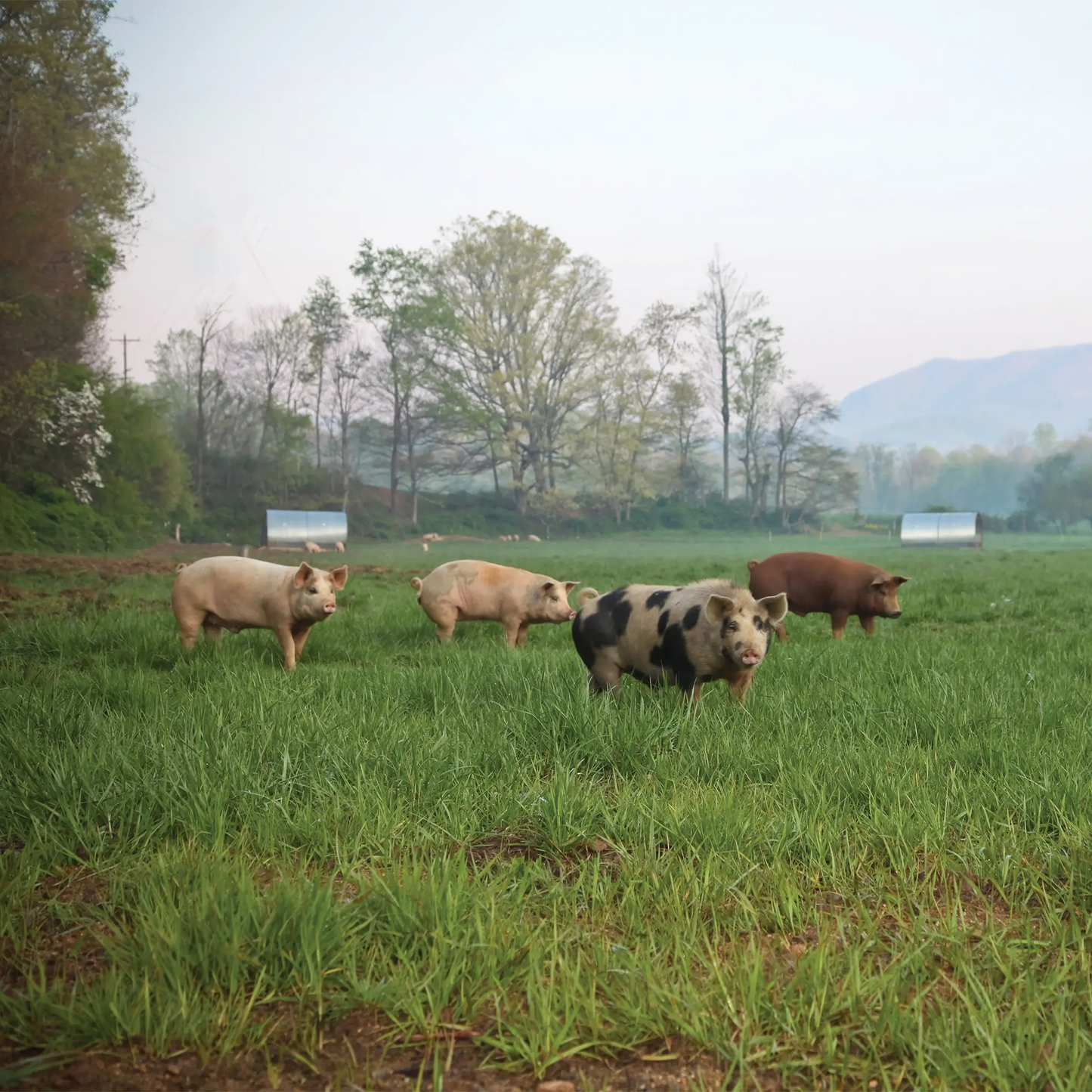 Five Salami Collection