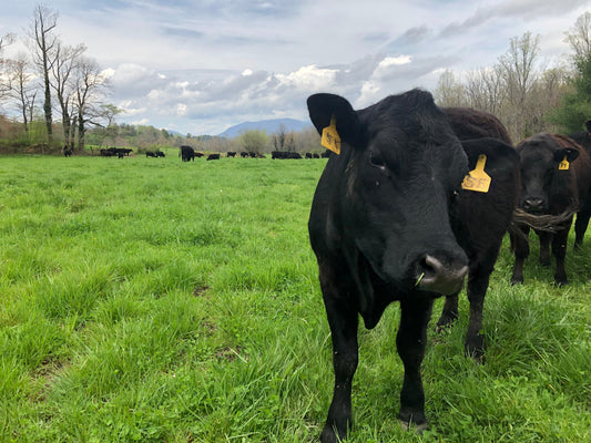 Where Are All the Cows? Hickory Nut Gap's Farmer Network