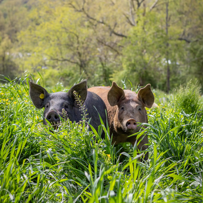 Five Salami Collection